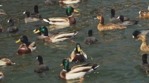 танец Шнабельблю