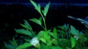 косим кусты с помощью лазера