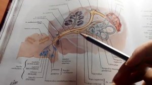 4 26 Предверно улитковый нерв, 8 пара