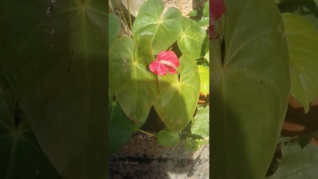 Gerbera jamesonii flower / Anthurium flower 🌺🌺.