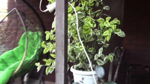 Какие растения летом выносить на улицу нельзя..