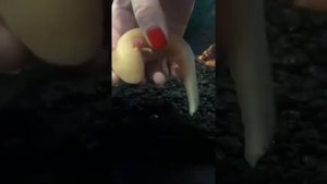 Как определить пол у аксолотля