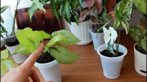 Комнатные цветы .Сингониумы - кустовые лианы в вашем доме