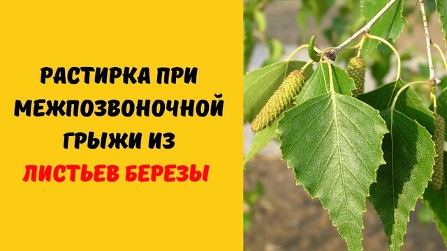 Рецепт от межпозвоночной грыжи (растирка из березовых листьев и кукурузного масла)
