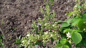 Колючая ежевика Агавам удивила урожайностью 2020