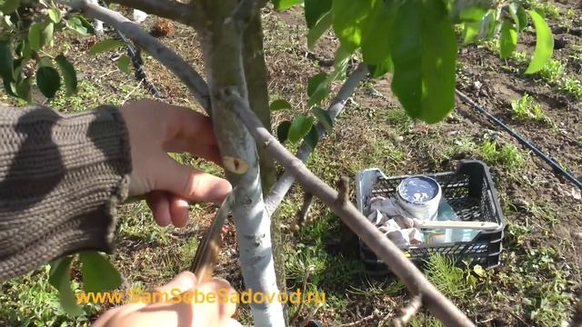 Короед на яблоне. смотреть онлайн