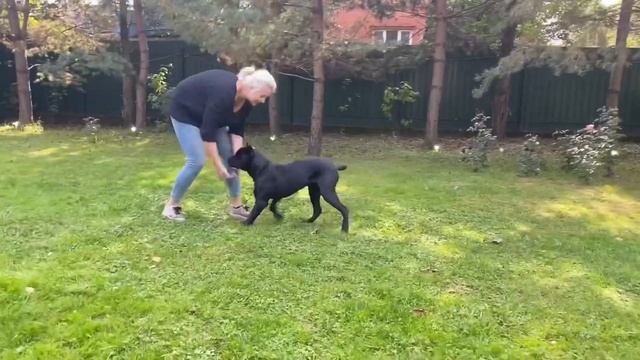Подготовка к выставке щенка кане корсо, 7,5 мес.
