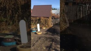 Гон Пакистанских высоколётных голубей . Город Курган .