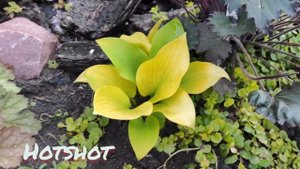 Ярчайшая, с листом как пластик Хоста сорт Hotshot