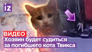 Кота Твикса насмерть загрызли собаки. В РЖД обещают поменять правила, но хозяин хочет судиться