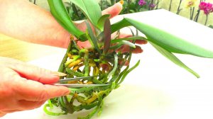 НЕ РАЗЛУЧАЮ Орхидею МАМУ С ЦВЕТОНОСОМ и Деткой, после покупки. Пересадка в новый горшок в керамзит.