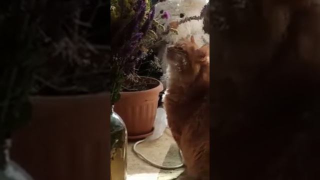 Котики смотреть онлайн