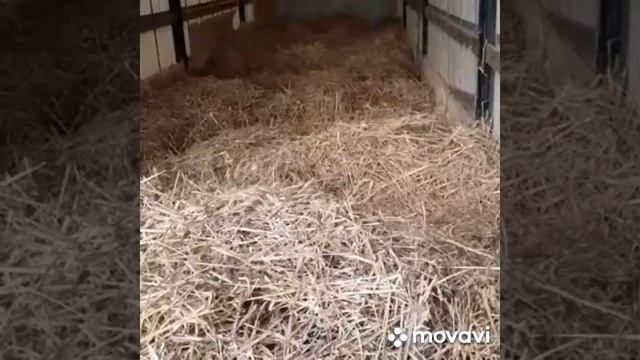 #быки #отправка Таджикистан чисто голштин Фриз смотреть онлайн