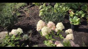 Гортензия Литл Лайм