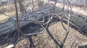 Как понижать крону на больших деревьях вишни, черешни.