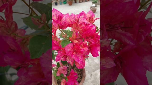 Kristina Bougainvillea смотреть онлайн