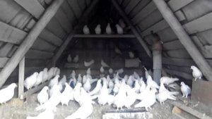 Голуби Оренбургской области