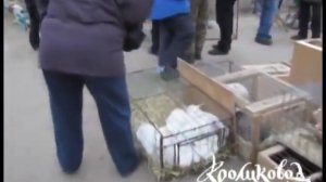 Выставка кроликов