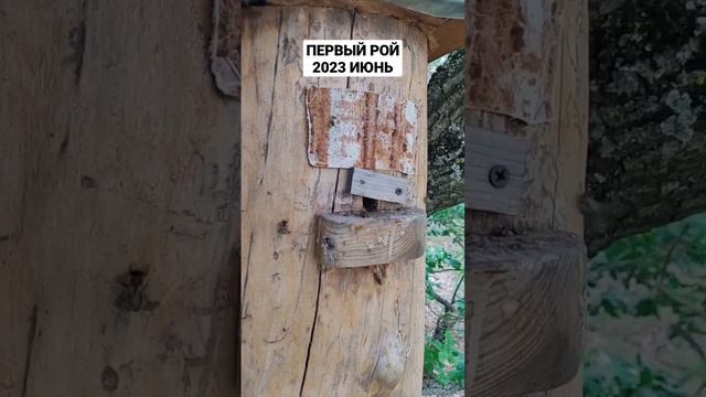 ПЕРВЫЙ РОЙ 2023. ПЧЁЛЫ ДЛЯ ХУТОРА. РОЕЛОВСТВО #хутор #2023 #домвлесу #пчелы