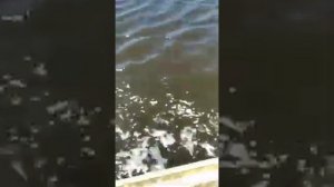 Мотор болотоход 20 л. с.