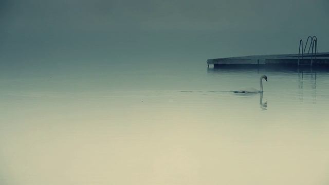 Nordic swan смотреть онлайн