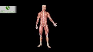 Почему его скрывают?! Черный рис омолаживает даже старый организм