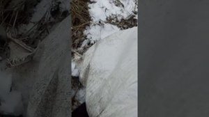 Хризантема корейская и мультифлора, укрытие на зиму