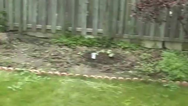 Urban Backyard Pumpkin Patch Part 1 смотреть онлайн