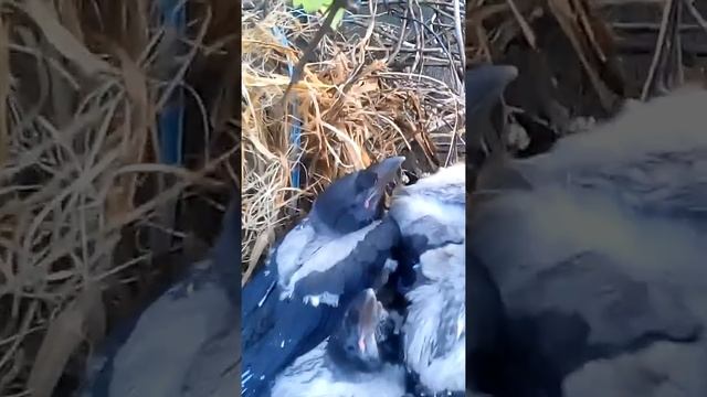Кормление воронят.