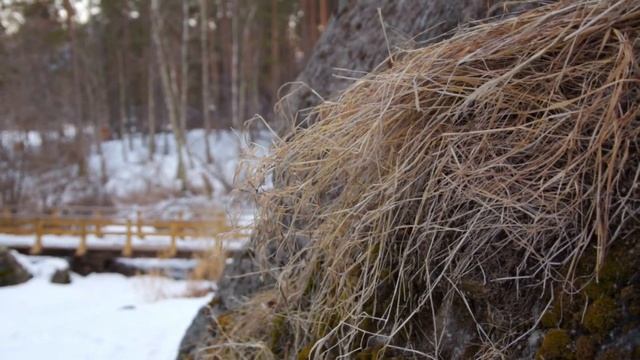 Ветер в хвойном лесу на Алтае зимой. смотреть онлайн