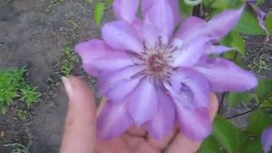 Клематис Серафина SERAFINA