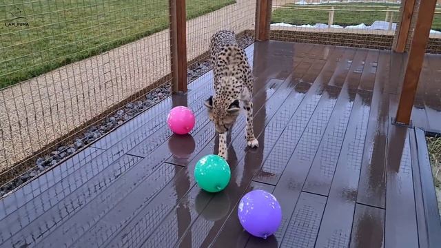 Воздушные шарики для Герды смотреть онлайн