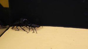ЧТО БУДЕТ ЕСЛИ ДВА ЖУКА ОЛЕНЯ УВИДЯТ ДРУГ ДРУГА? ЗВЕРСКАЯ БИТВА ЖУКОВ РОГАЧЕЙ ЗА САМКУ!