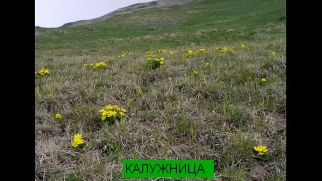 Растения  луга