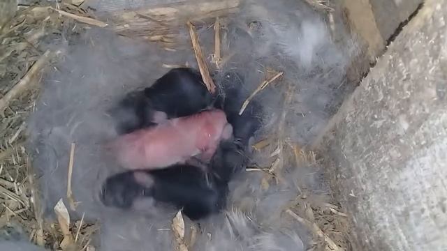 Обзор новорожденных крольчат в гнезде.Новорожденные крольчата