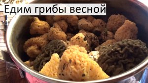 Собираем и готовим весенние грибы