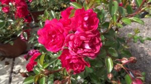 Rosa var. Fialově červená (Rose de Resht) ?