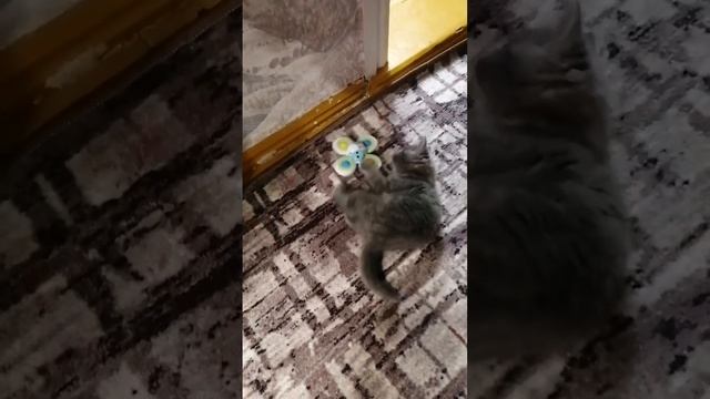 Котёнок играет с игрушкой ?