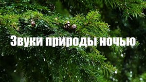 Звуки природы ночью от стресса и тревоги