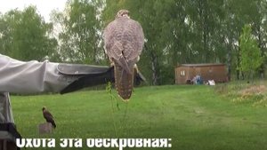 Охота с соколом: где можно освоить древнее искусство