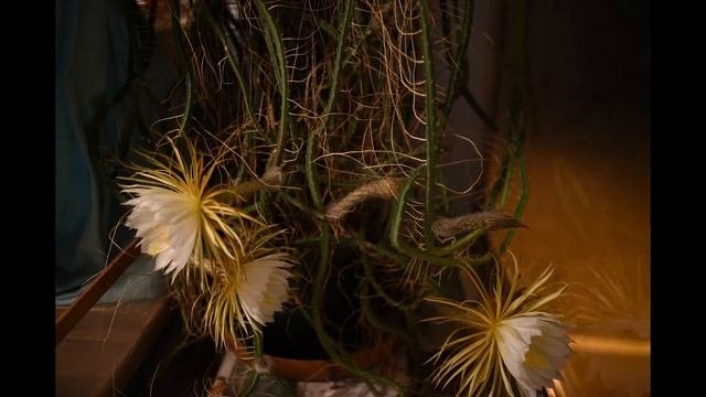Цветение Selenicereus Grandiflorus