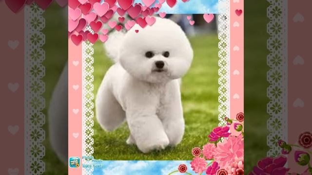Самые милые собачки в мире ))) ? ?