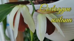 Coelogyne usitana очередное домашнее цветение.