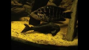 Hypostomus Plecostomus I