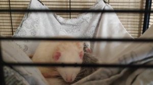 Крысы дамбо отдыхают