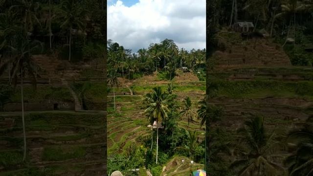 Рисовые Террасы на Бали Tegallalang Rice Terrace