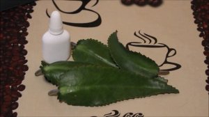 ПОЛЕЗНЫЕ СВОЙСТВА КАЛАНХОЭ, КАК БЫСТРО ВЫЛЕЧИТЬ НАСМОРК, КАПЛИ ДЛЯ МЛАДЕНЦЕВ ОТ НАСМОРКА, НАРОДНЫЕ