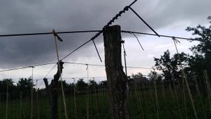 Как подвязать высокорослые томаты в открытом грунте. Самый простой и выгодный вариант