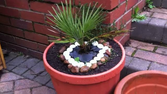 Chamaerops Humillis repotting