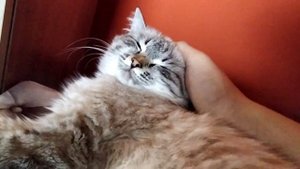 Ласкаю мохнатую киску своей мамы
